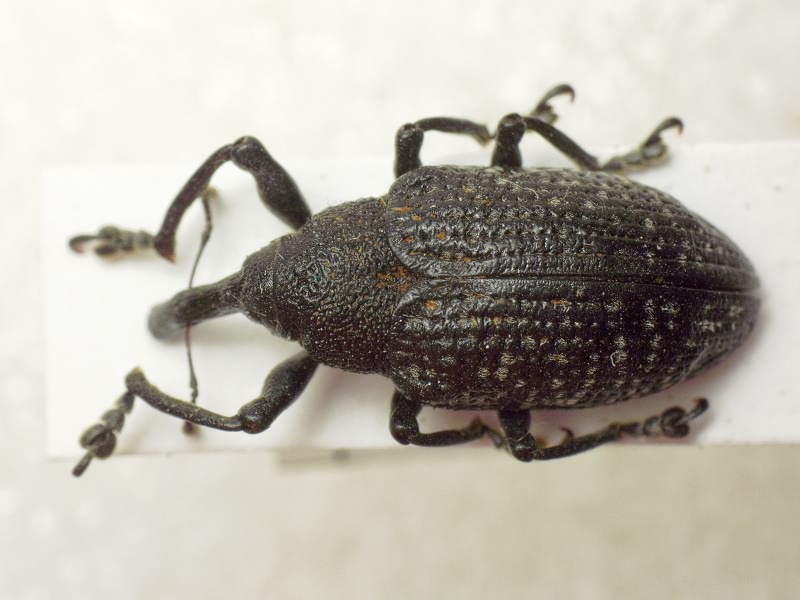 Larinus Dejean, 1821